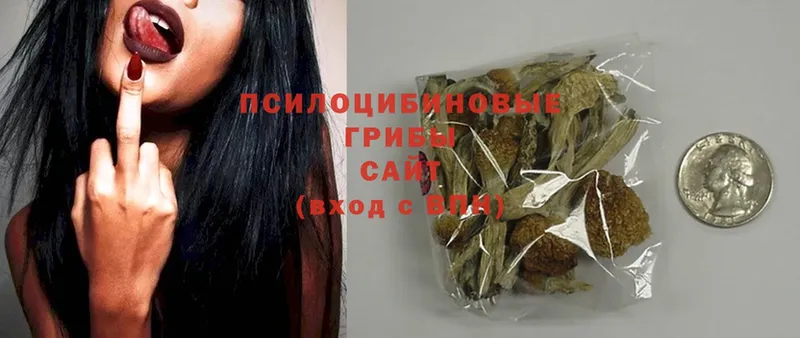 где купить   Дивногорск  кракен ТОР  Галлюциногенные грибы Psilocybe 